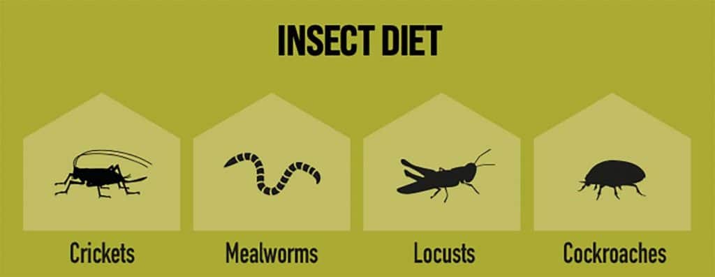 Arcadia EarthPro InsectFuel Insect Food
