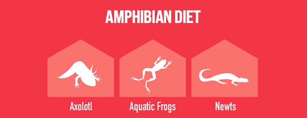 Arcadia Earthpro Amphibian Diet