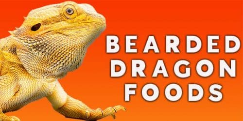 Bearded Dragon Foods