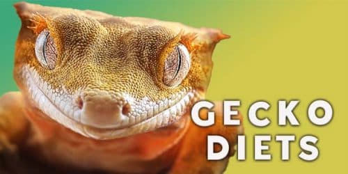 Gecko Diets