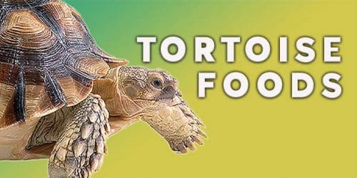 Tortoise Foods