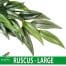 Exo Terra Ruscus Large Artificial Plastic Vivarium Decoration Plant