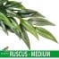 Exo Terra Ruscus Medium Artificial Plastic Vivarium Decoration Plant