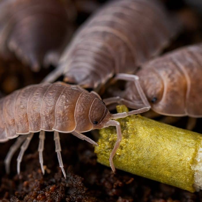Isopods feeding on Arcadia EarthPro Custodian Fuel pellets in a bioactive setup