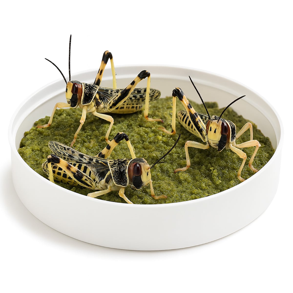 Locust feeding on Arcadia EarthPro Insect Fuel 50g gut-load diet in dish