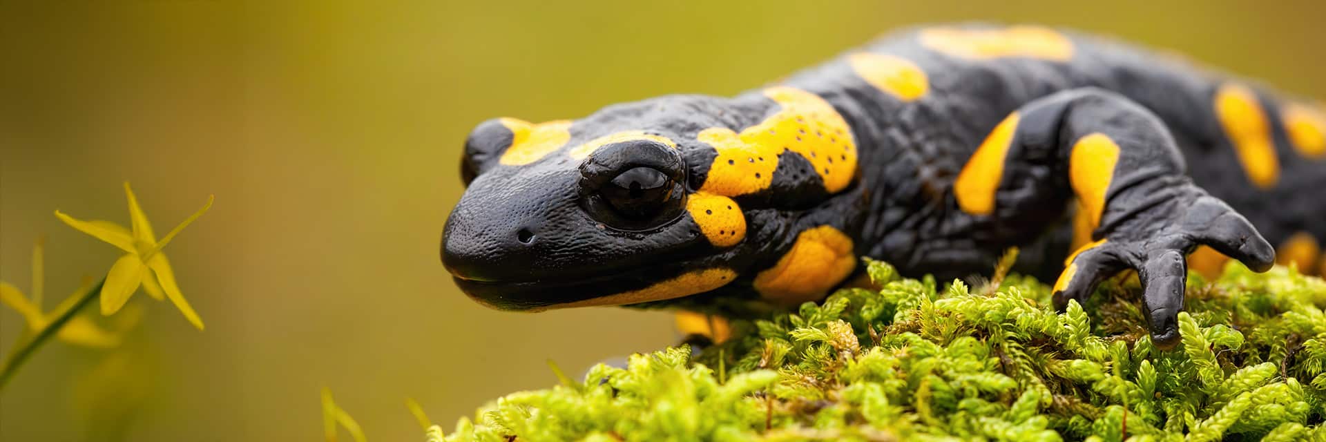 Close-up photo of a yellow and black salamander on moss, used as the Axolotl and Amphibian Foods category banner