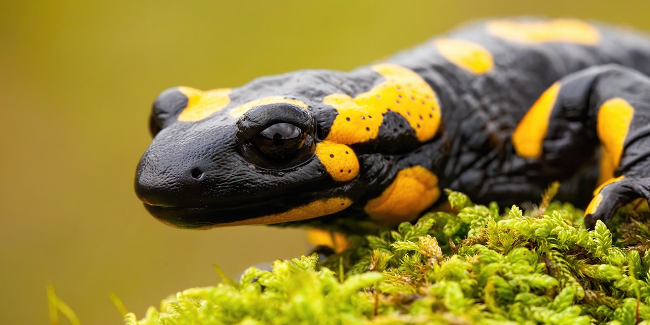 Yellow and black salamander on green moss, featured in the Axolotl and Amphibian Foods category hero image