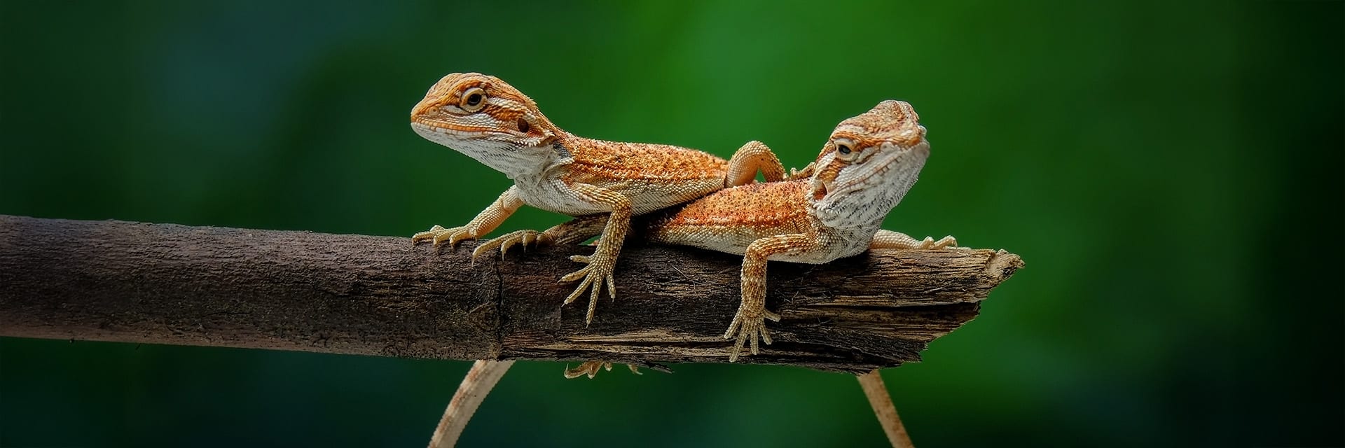 Two juvenile bearded dragons resting on a branch with a natural green background.