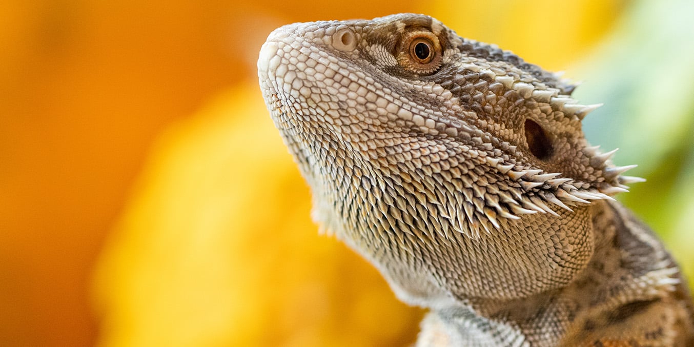Close-up of an adult bearded dragon with warm yellow background.
