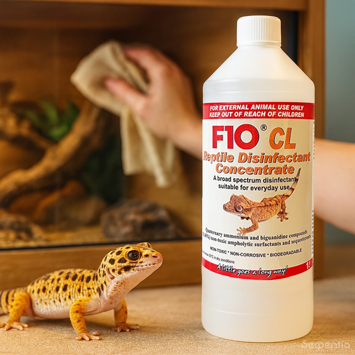 Keeper cleaning a vivarium with F10 CL Reptile Disinfectant while a leopard gecko is present