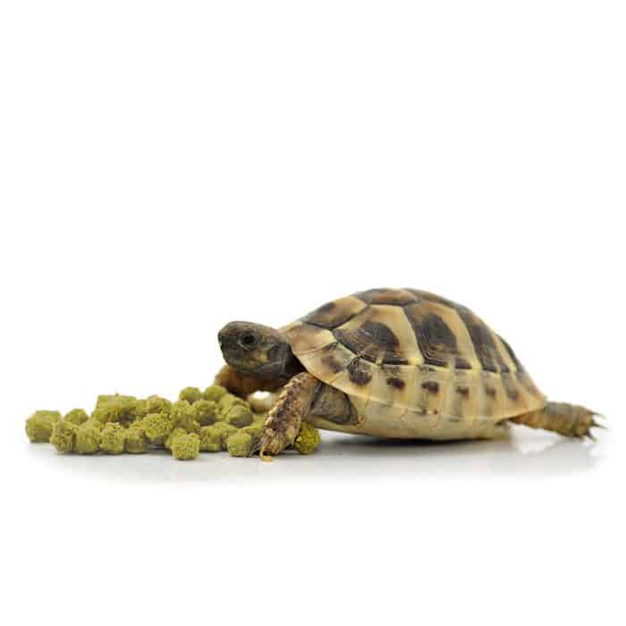 Tortoise eating HabiStat Tortoise Food Banana pellets