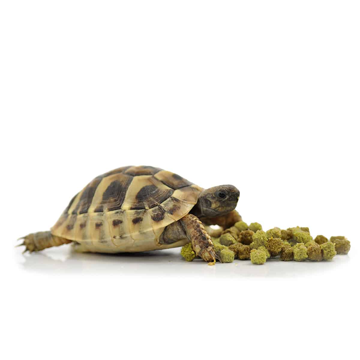 Tortoise next to HabiStat Tortoise Food Fruit & Flower pellets