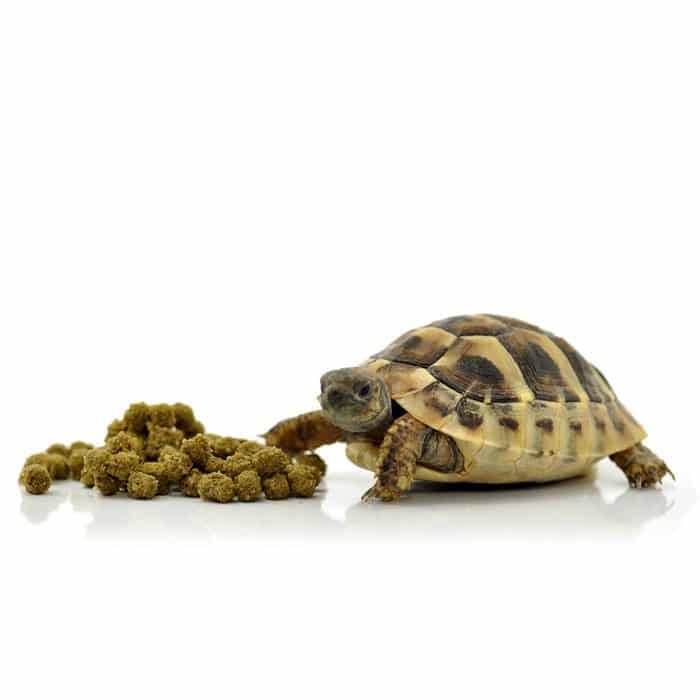 Tortoise beside HabiStat Tortoise Food Meadow Mix pellets