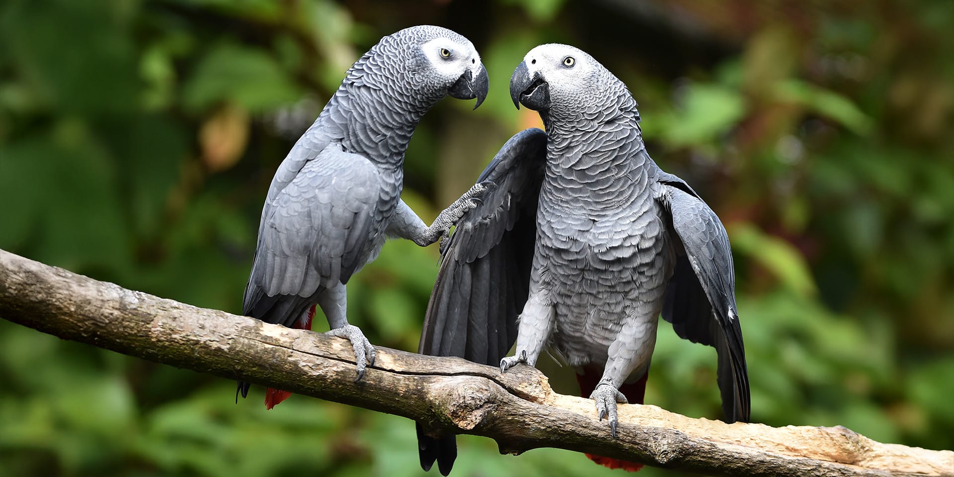 African Grey Parrots — Harrison’s Organic Parrot Foods Category Banner