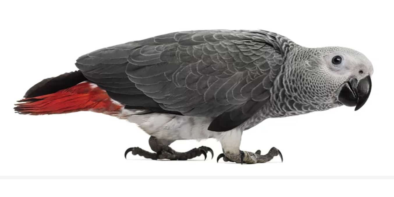 African Grey Parrot — Harrison’s Organic Parrot Foods Mobile Category Banner