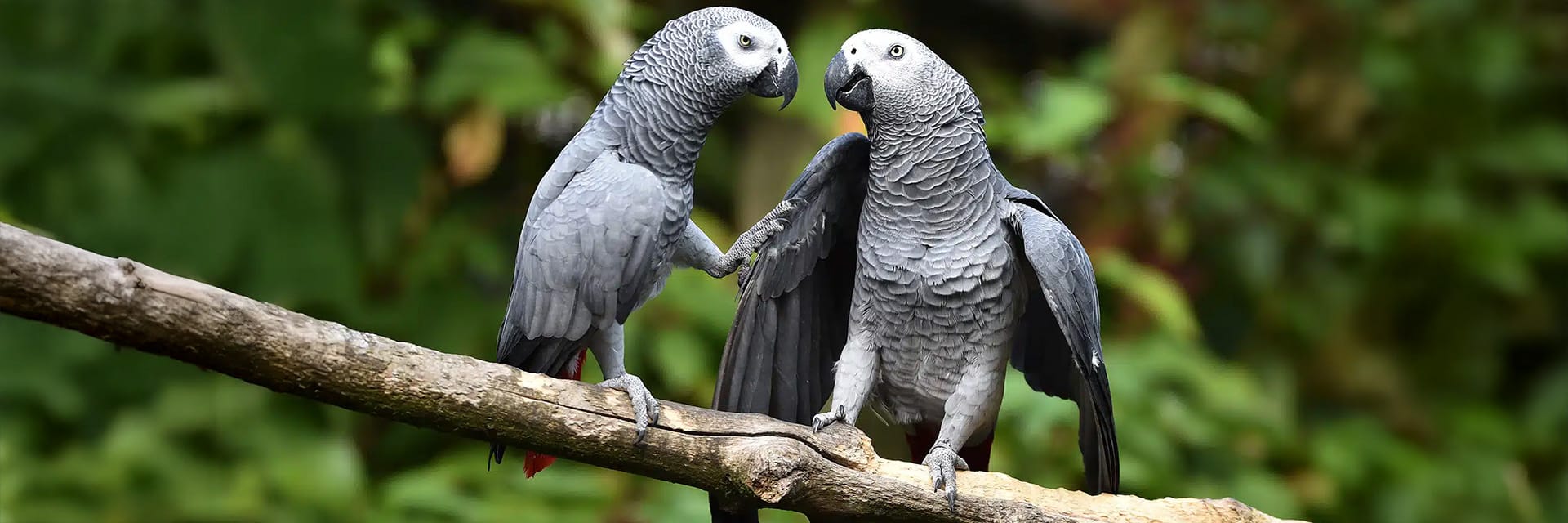 harrisons-organic-parrot-foods-category-hero-banner-desktop African Grey Parrots — Harrison’s Organic Parrot Foods Category Banner