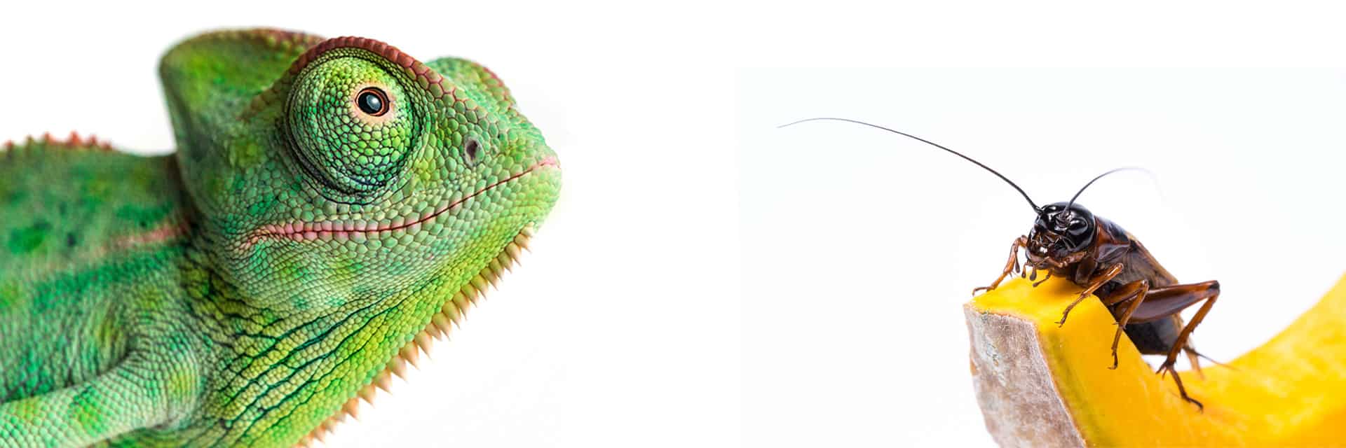 insect-and-custodian-foods-category-banner-desktop Chameleon looking toward feeder cricket on fruit – Insect and Custodian Foods category banner