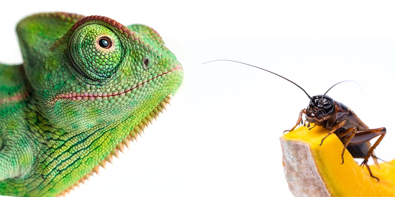 insect-and-custodian-foods-category-banner-mobile Chameleon and feeder cricket on fruit – Insect and Custodian Foods mobile banner
