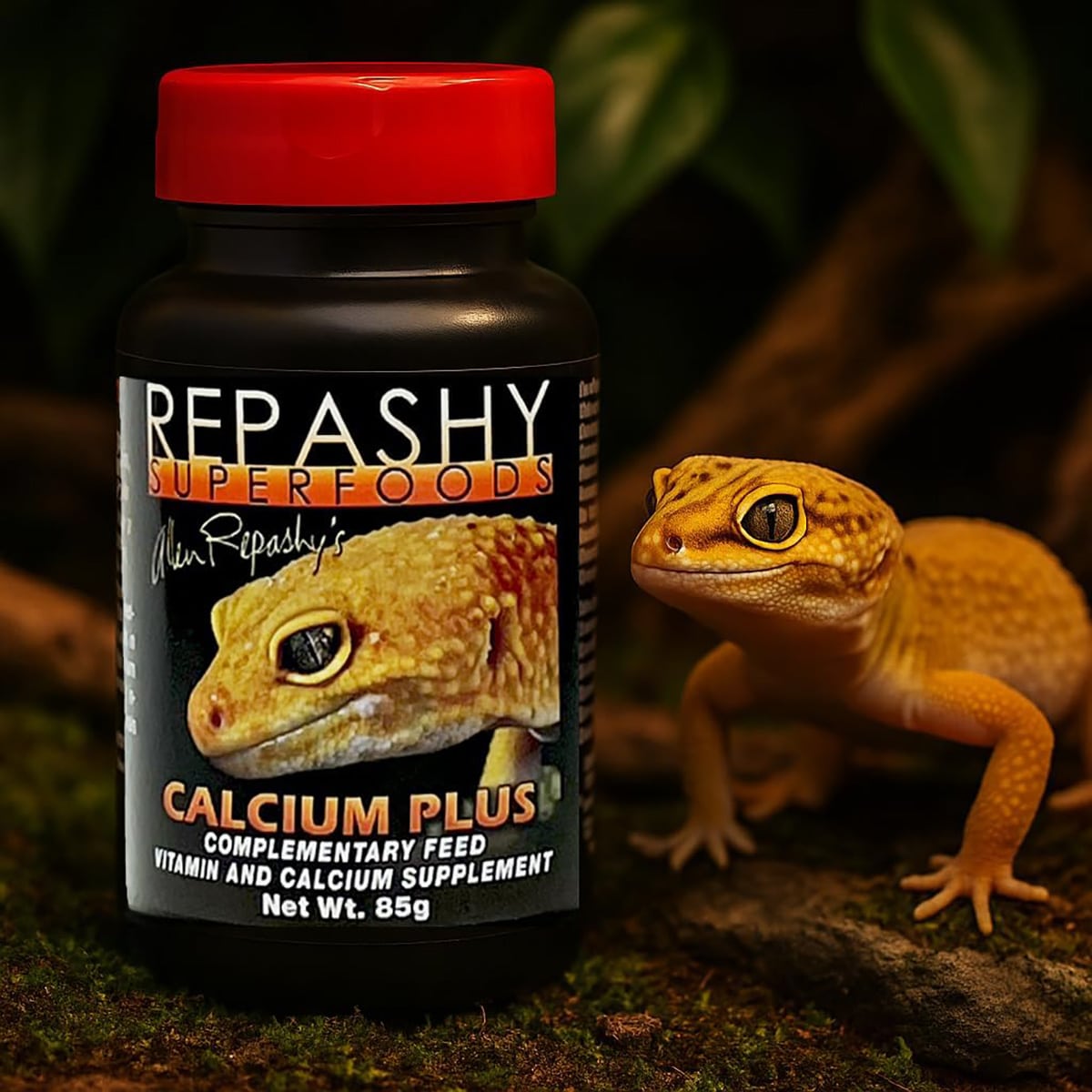 Leopard gecko with Repashy Calcium Plus 85g supplement in natural habitat