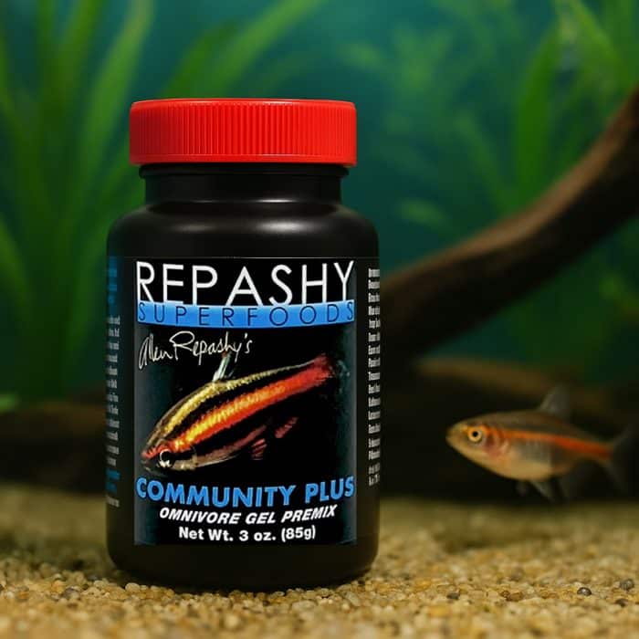 Tropical freshwater aquarium fish feeding in natural environment representing Repashy Community Plus gel food 85g