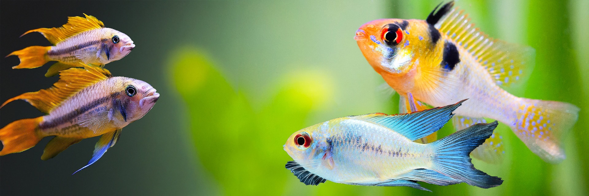 Repashy Fish Food hero image showing tropical freshwater aquarium fish that eat Repashy gel food