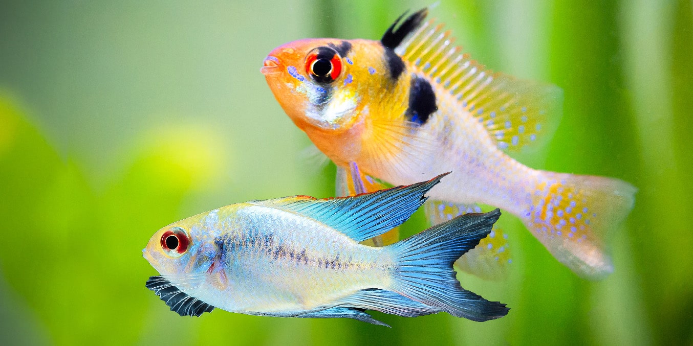 Repashy Fish Food mobile hero showing tropical freshwater aquarium fish that eat Repashy gel food