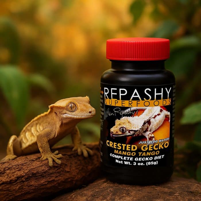Crested Gecko looking at Repashy Mango Tango 85g fruit-based meal replacement diet.