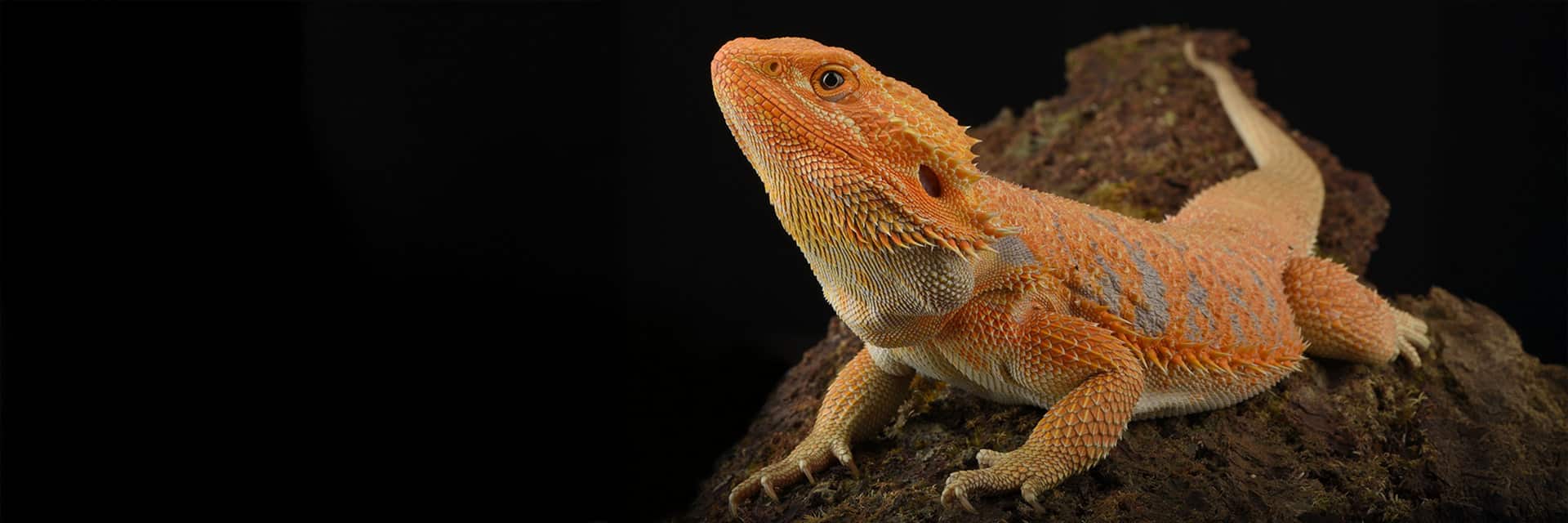 Bearded dragon on natural bark, used as the hero image for the Repashy Reptile Foods category