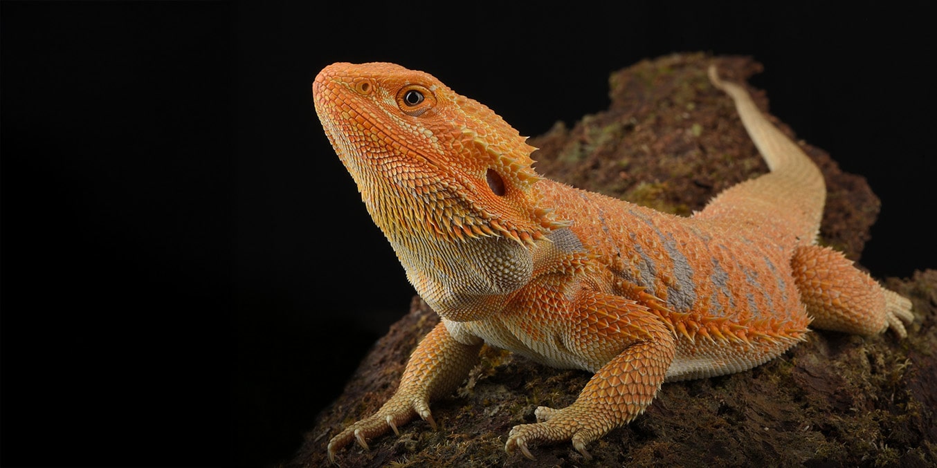 Bearded dragon close-up hero banner representing the Repashy Reptile Foods category on mobile