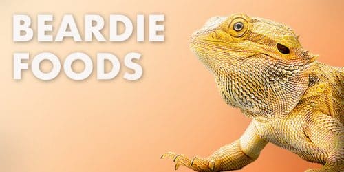 Bearded Dragon Foods
