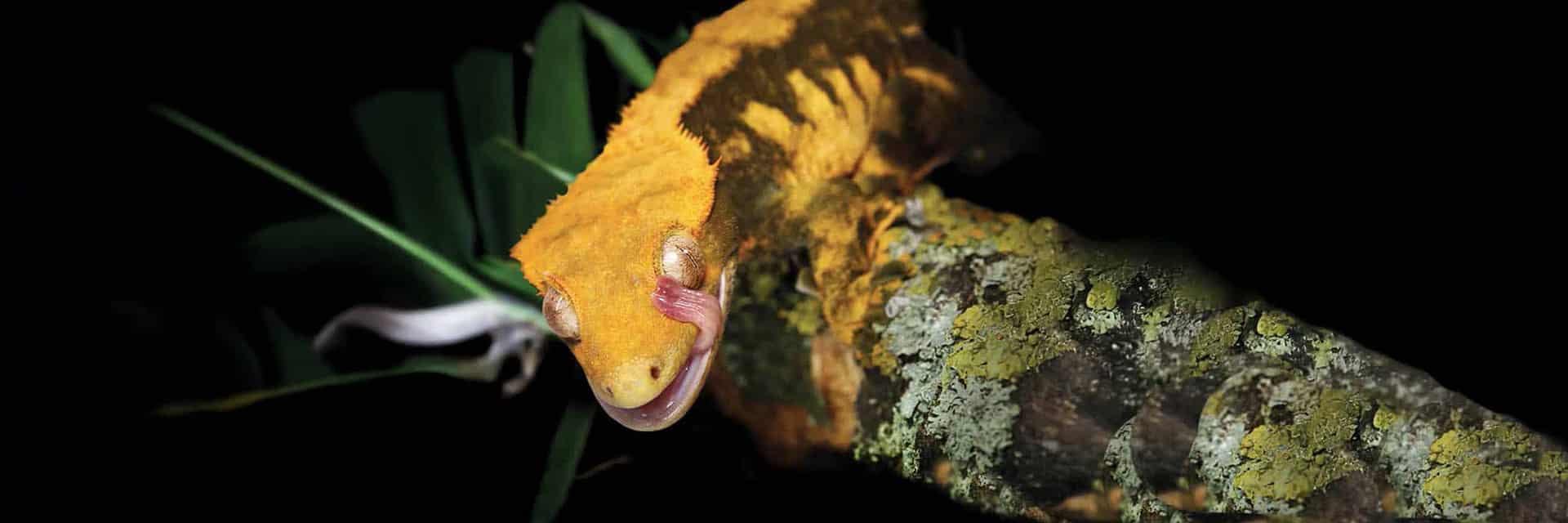 serpentia-crested-gecko-foods-hero-desktop Crested Gecko on natural background – hero image for Crested Gecko foods category