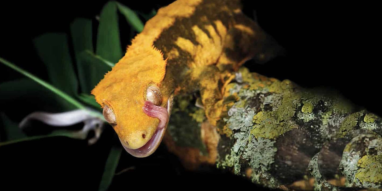 serpentia-crested-gecko-foods-hero-mobile Crested Gecko on natural background – hero image for Crested Gecko foods category