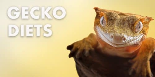 Crested Gecko Foods