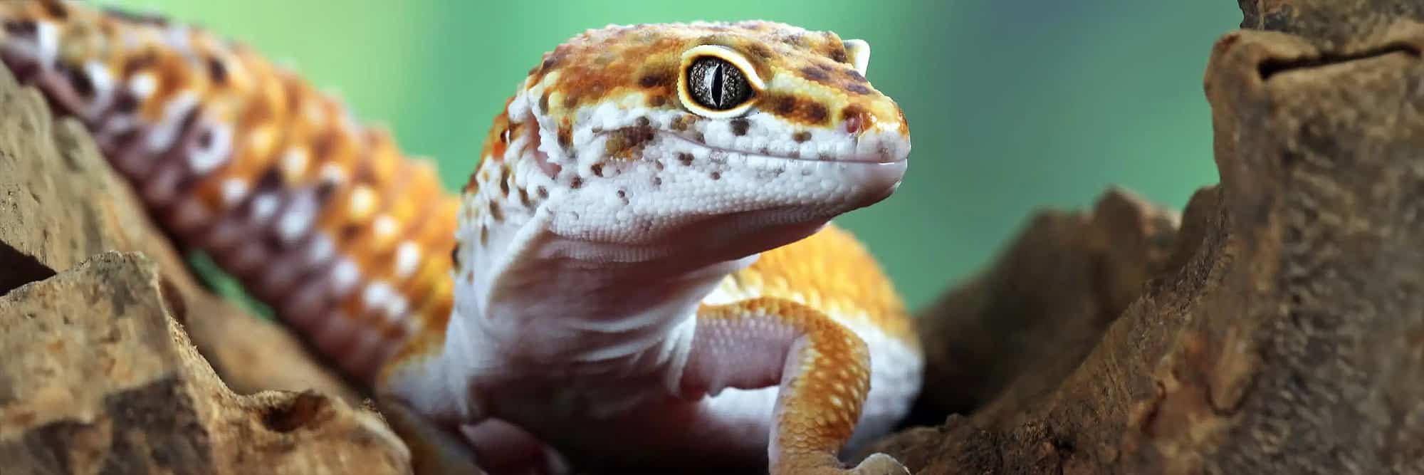 Leopard Gecko on natural wood used as the Serpentia Pet Supplies homepage hero banner
