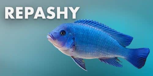 Repashy Fish Foods