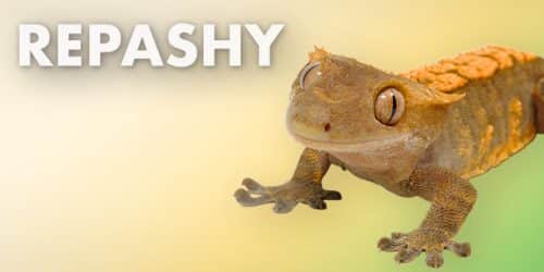 Repashy Gecko Diets