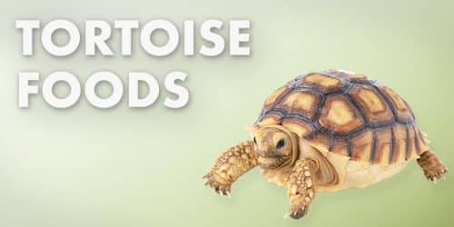 Tortoise Foods