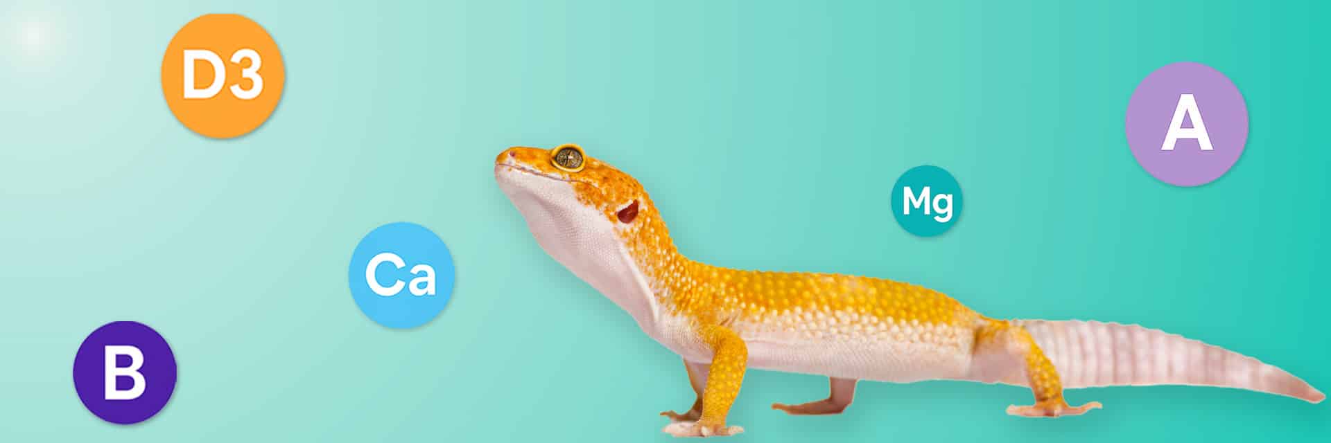 Leopard gecko with clean vitamin icons on a teal gradient background – Vitamin Supplements category hero image.