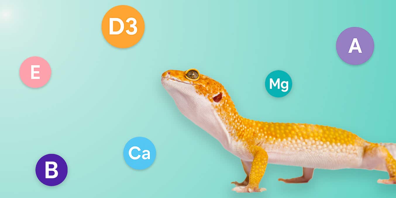 Leopard gecko with vitamin icons on a teal gradient background – mobile hero for Vitamin Supplements category.