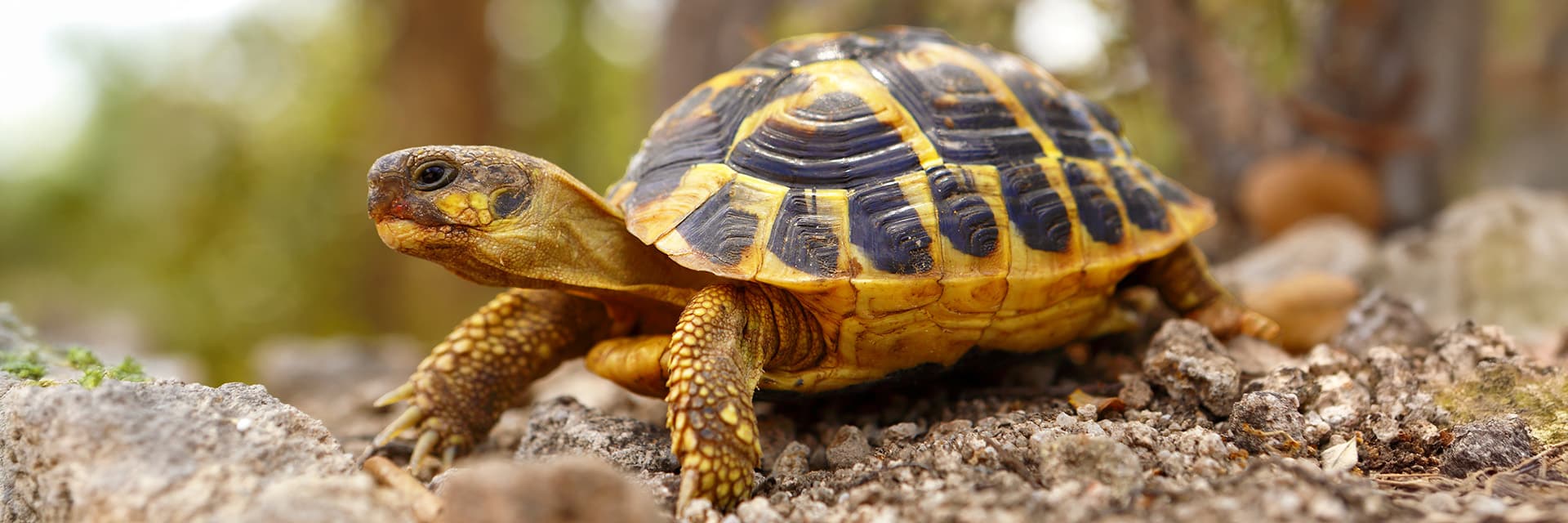tortoise-foods-category-banner-desktop Hermann’s tortoise walking over natural rocky ground with a soft blurred background.