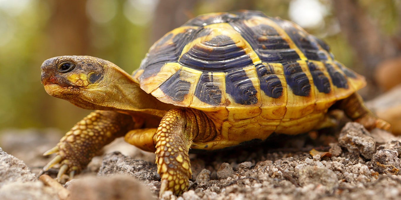 tortoise-foods-category-banner-mobile Close view of a Hermann’s tortoise walking on rocky terrain outdoors.