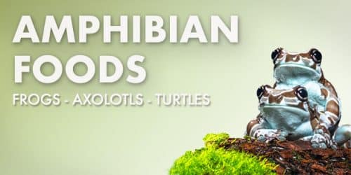 Amphibian & Turtle Foods — Balanced Nutrition for Axolotls, Frogs, Newts & Turtles