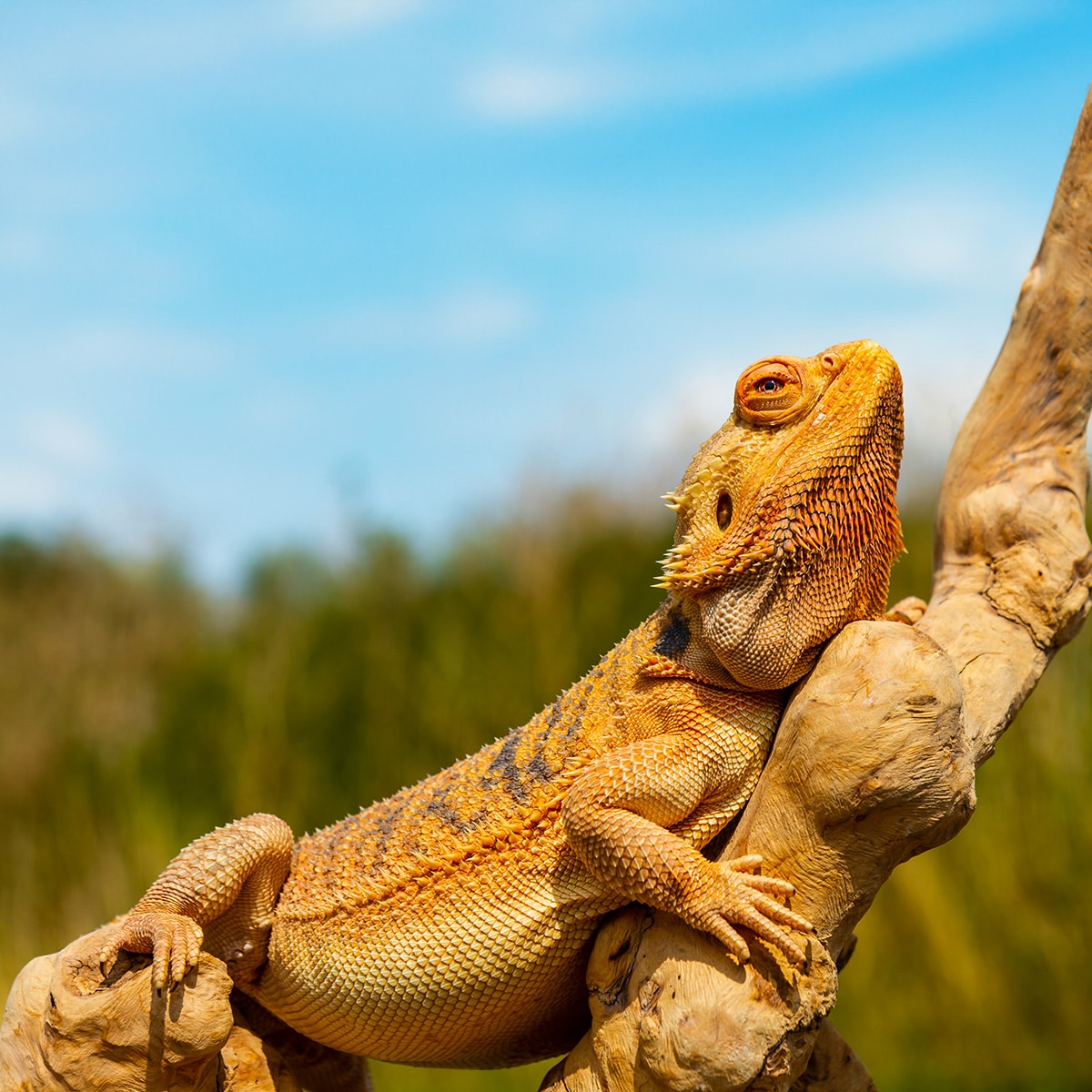Adult Bearded Dragon perched on a branch basking in the sun in natural environment