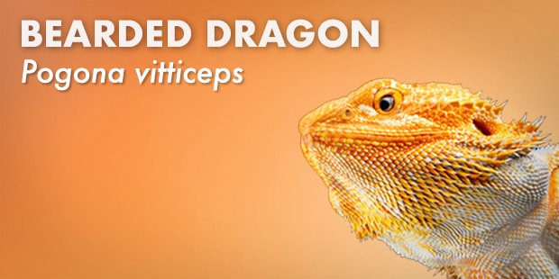 Bearded Dragon Care Guide