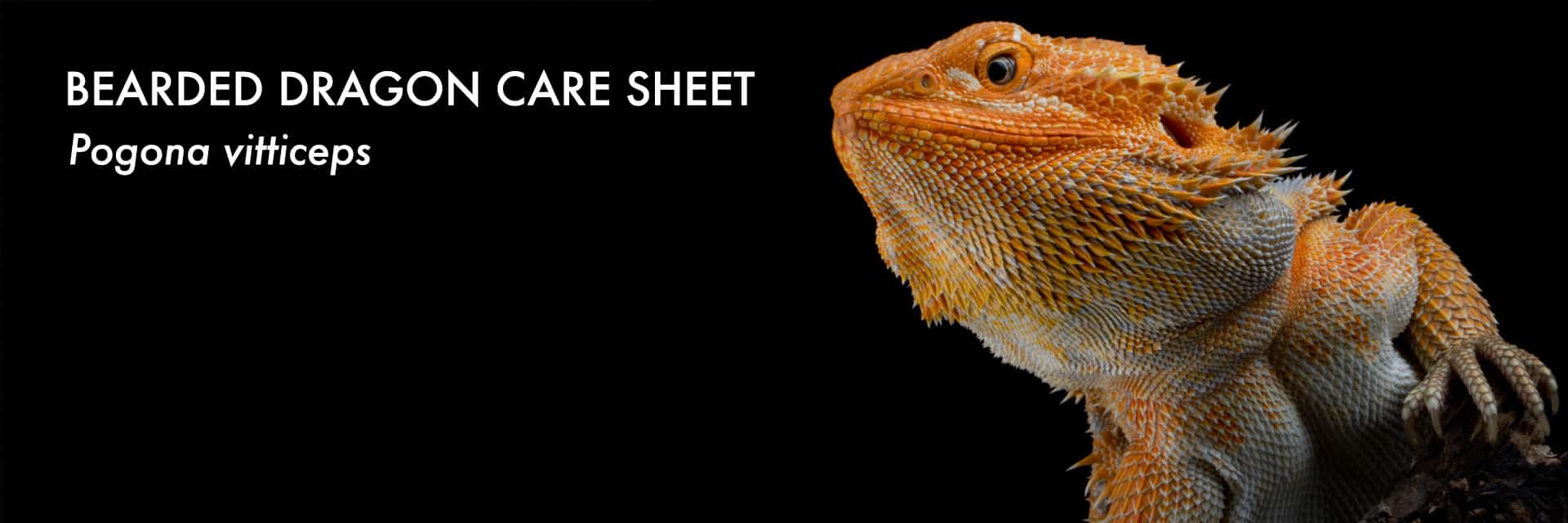 Bearded Dragon Care Sheet - detailed guide for Pogona vitticeps