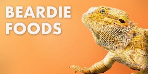 Bearded Dragon Foods