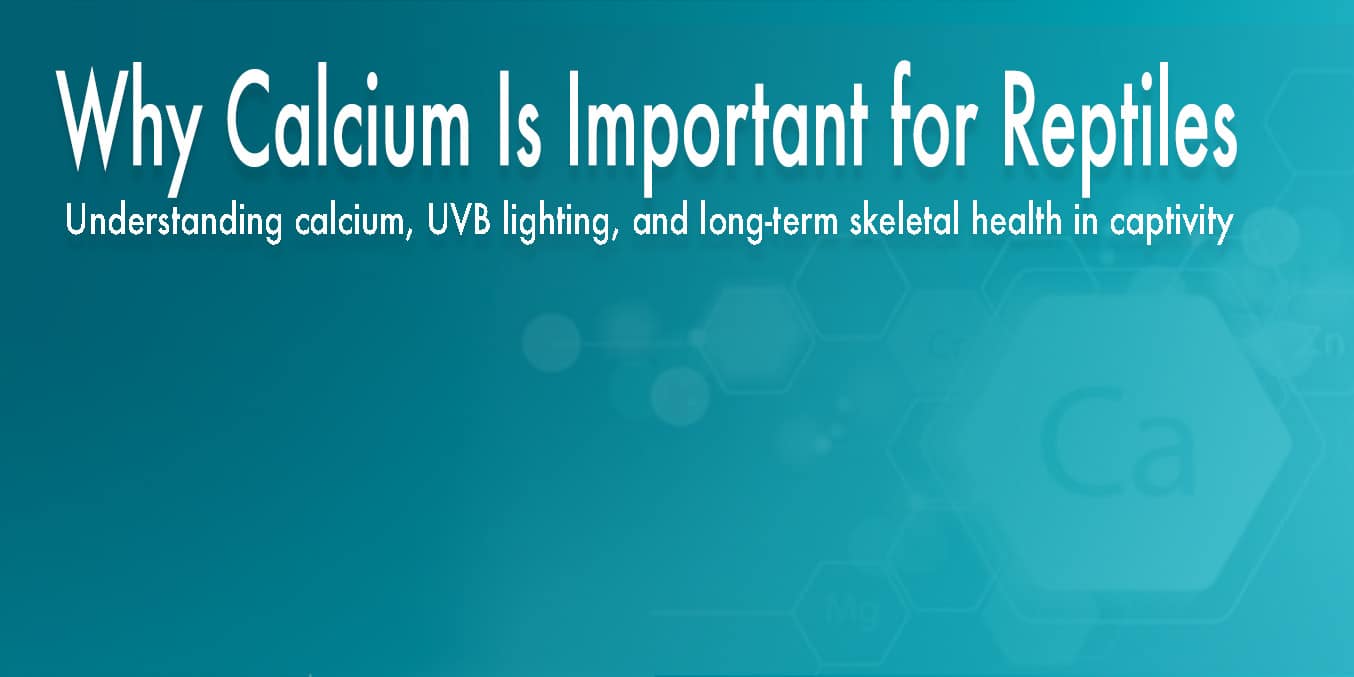 Understanding calcium, UVB lighting, and long-term skeletal health in captive reptiles