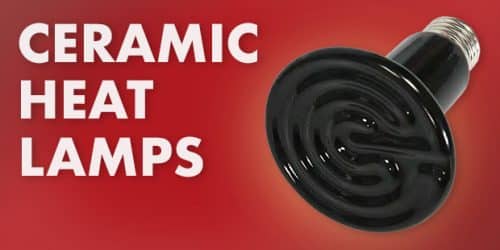 Ceramic Heat Lamps