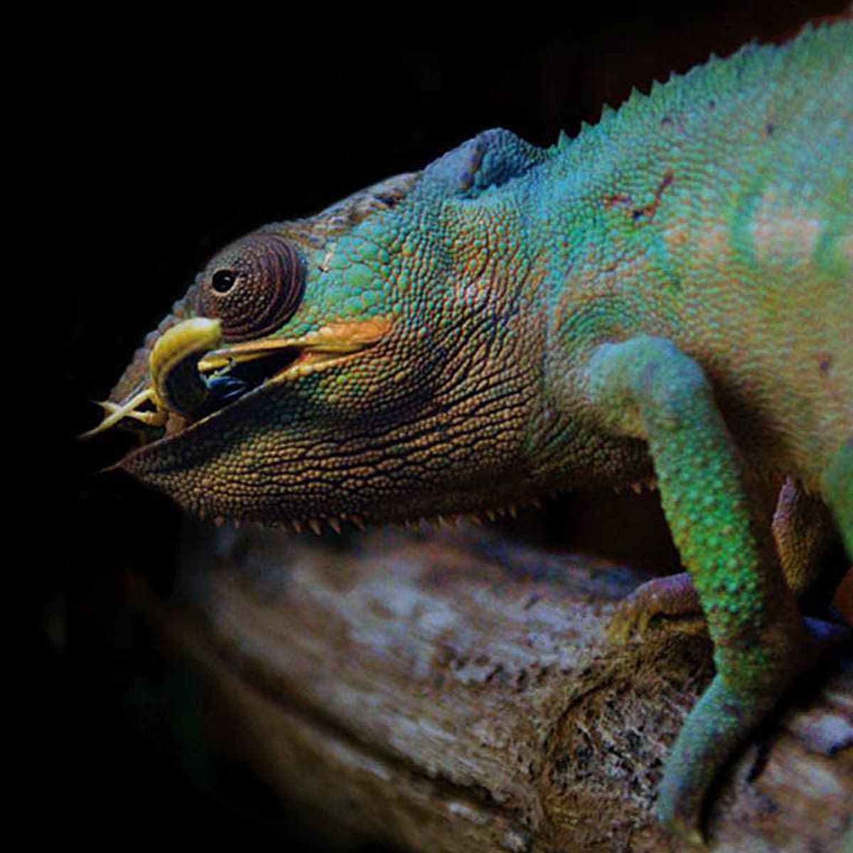 Insect-eating reptile consuming a feeder insect as part of a calcium-supplemented diet