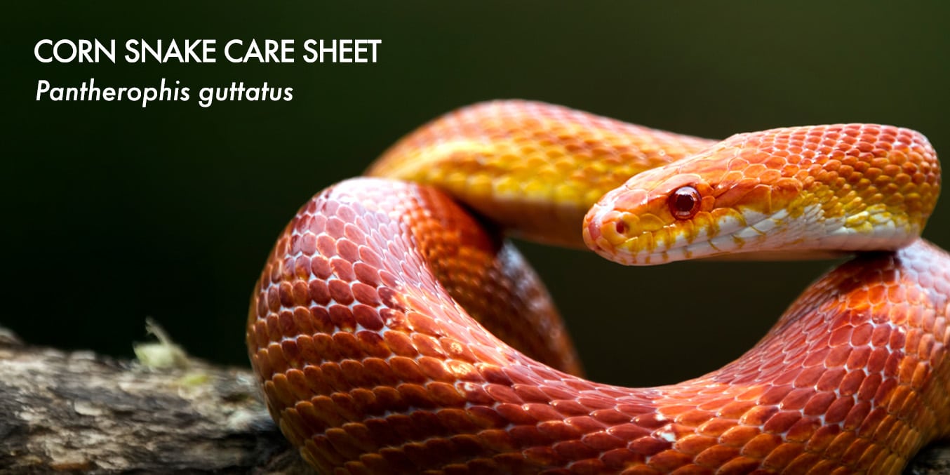 Corn Care Sheet - detailed guide for Pantherophis guttatus